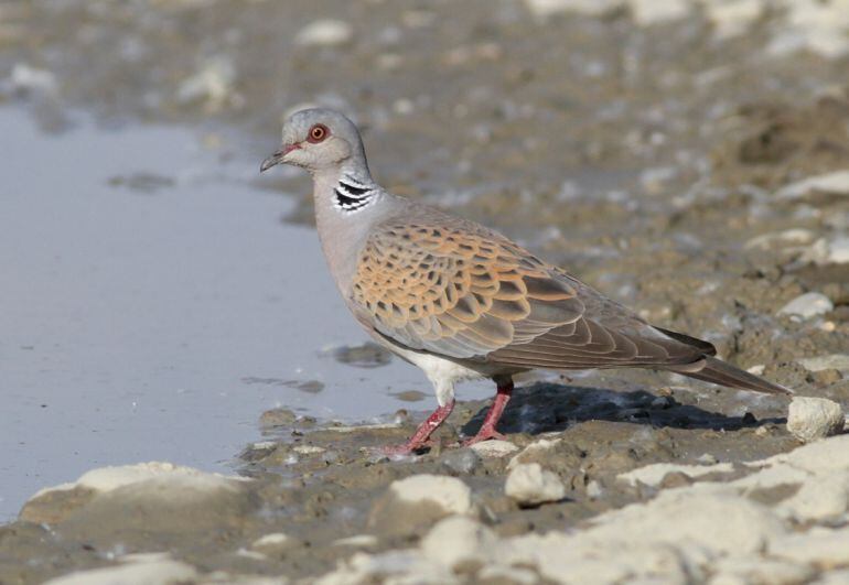 Tórtola europea (Streptopelia turtur), una de las especies que se pueden cazar durante la media veda.
