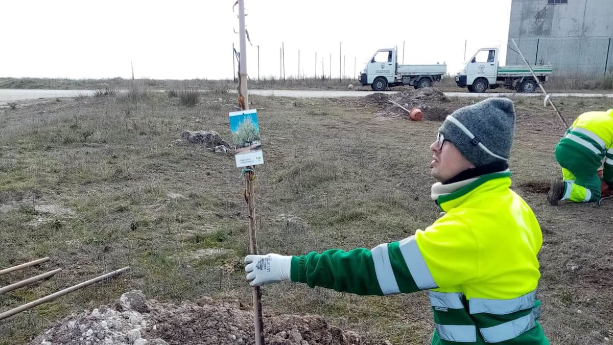 Tomás Marcos, concejal de Medio Ambiente, habla sobre la plantación de árboles que se esta haciendo en Cuéllar