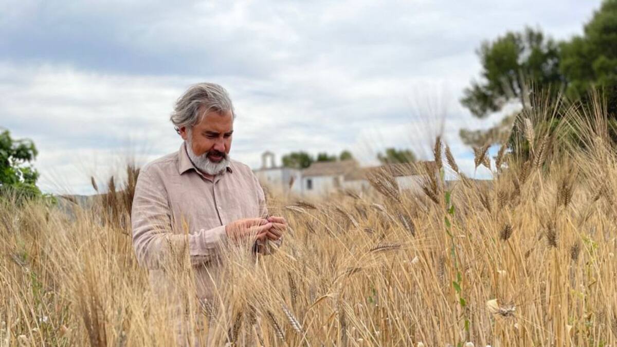 Recuperan trigos antiguos en Moixent