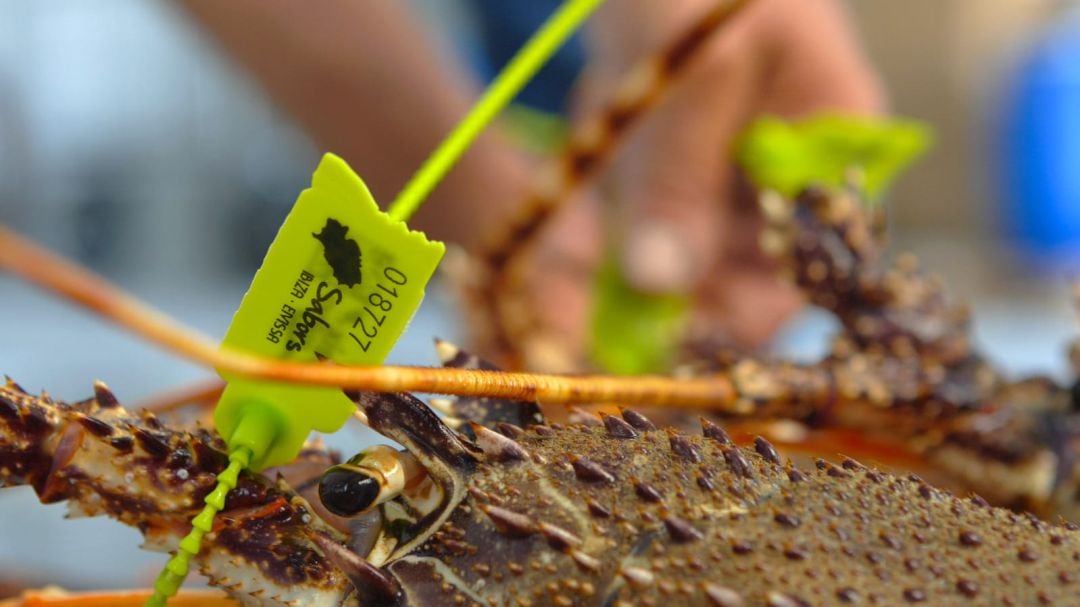 Etiquetado de la langosta