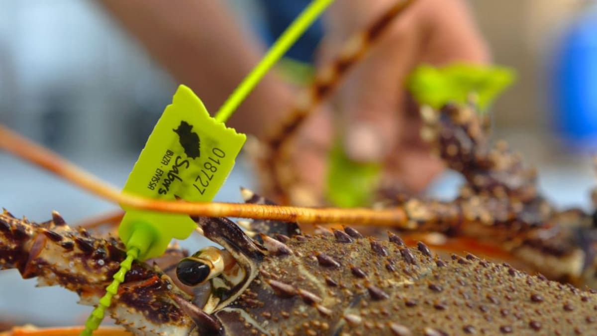 La importació de peix i marisc és deguda al fet que Menorca no pot assolir la demanda a l'estiu