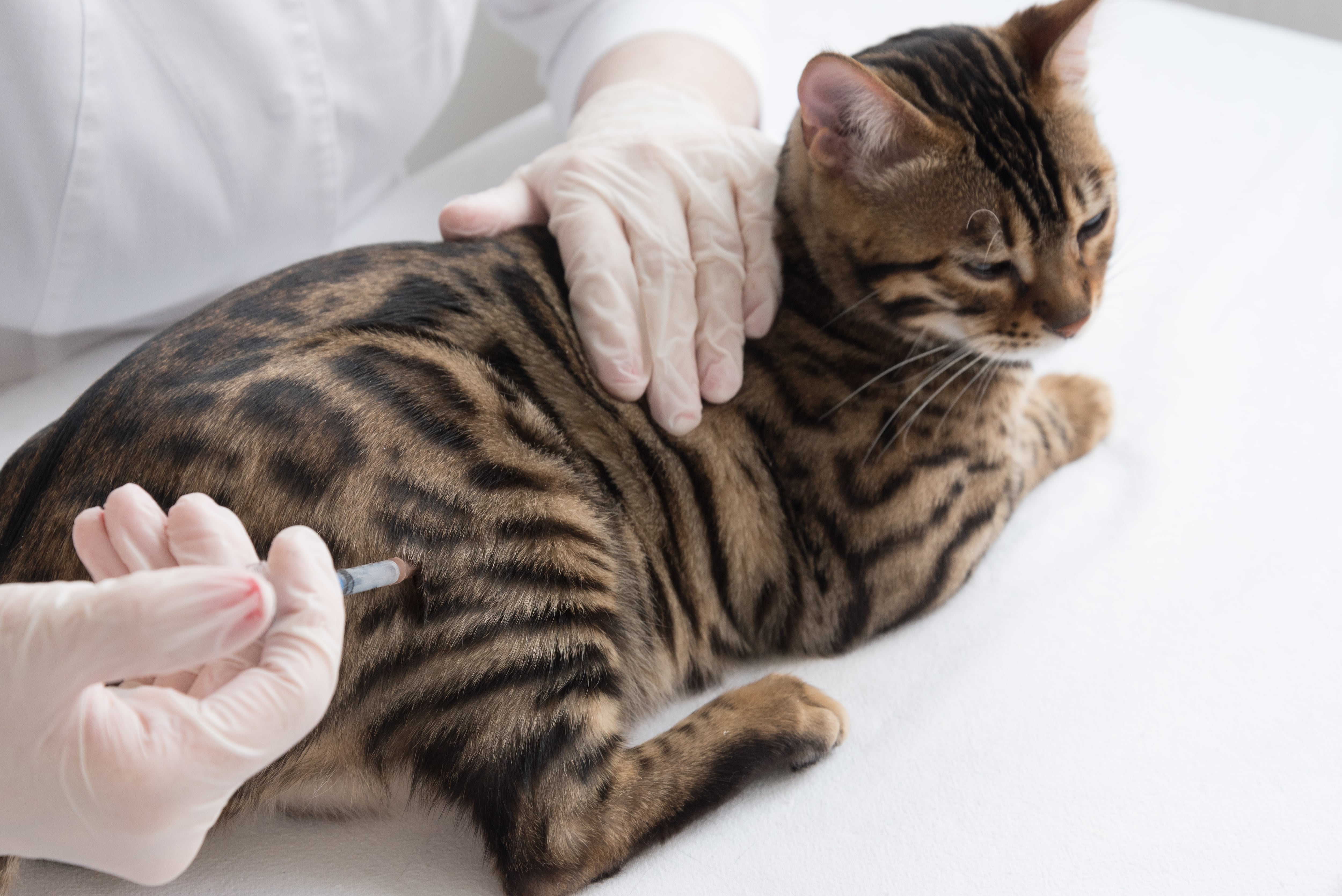 The cat is located on the table in front of the veterinarian. The doctor makes an intramuscular injection. Care and treatment