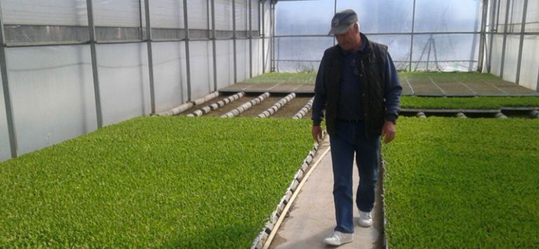 Imagen de un invernadero