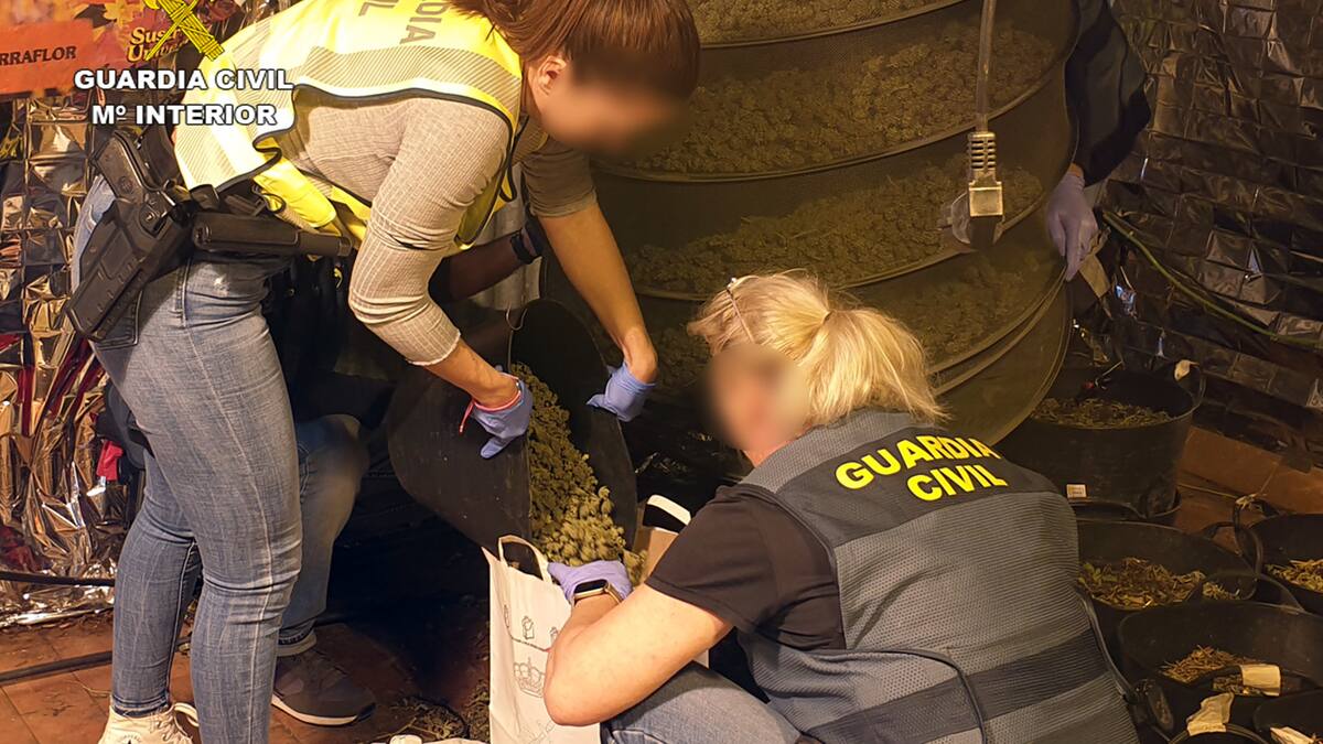 Desmantelan una plantación de más de 200 plantas de cannabis y 5 kilogramos de cogollos de marihuana en Águilas
