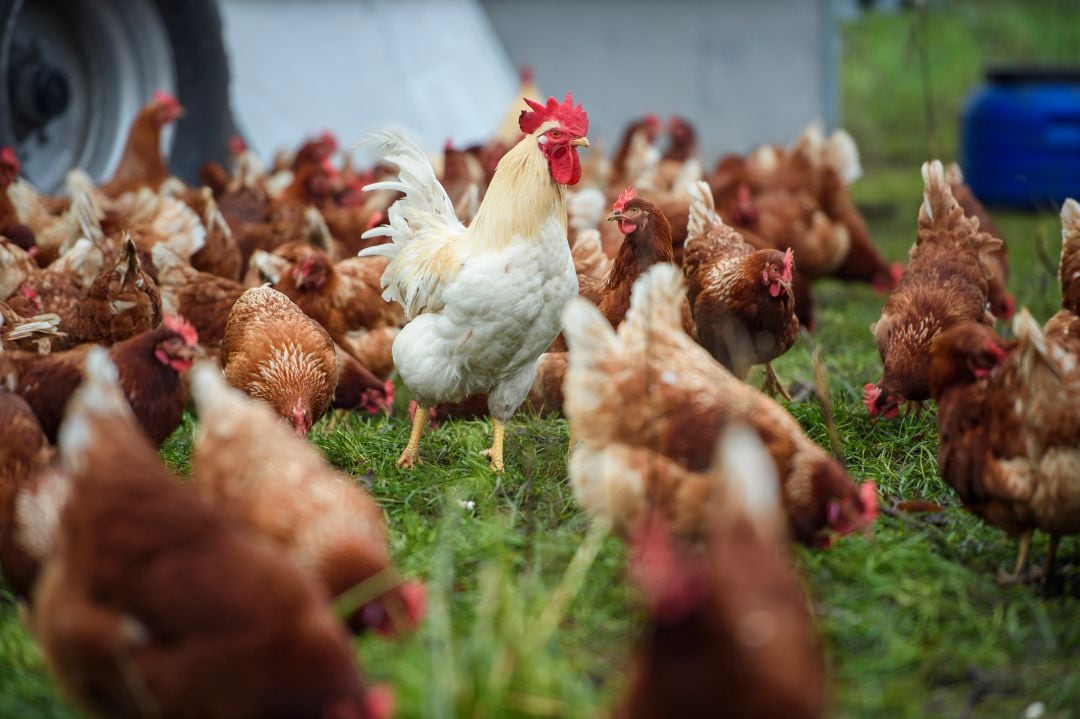 Imagen de archivo de gallinas