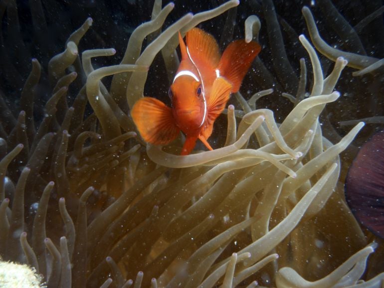 Con el próximo estreno del filme animado &quot;Buscando a Dory&quot;, científicos y grupos ecologistas redoblan sus esfuerzos para salvar a los peces exóticos marinos que viven en los arrecifes de coral.