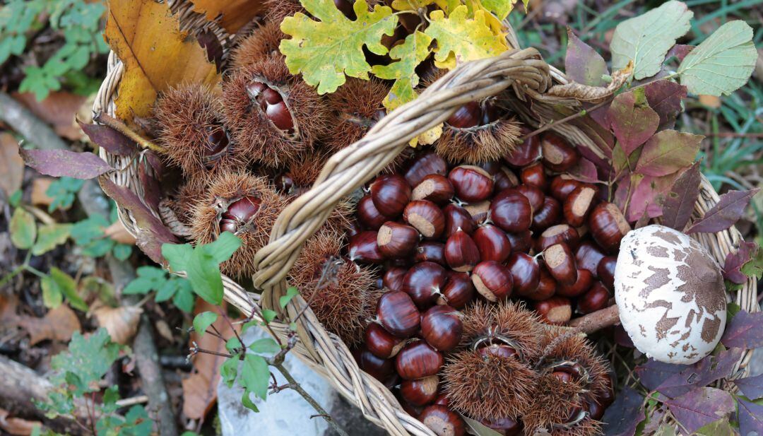 Setas y castañas: dos bocados muy presentes en la cocina de otoño