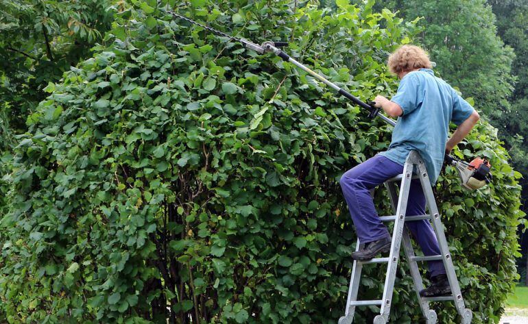 Un jardinero poda un árbol.