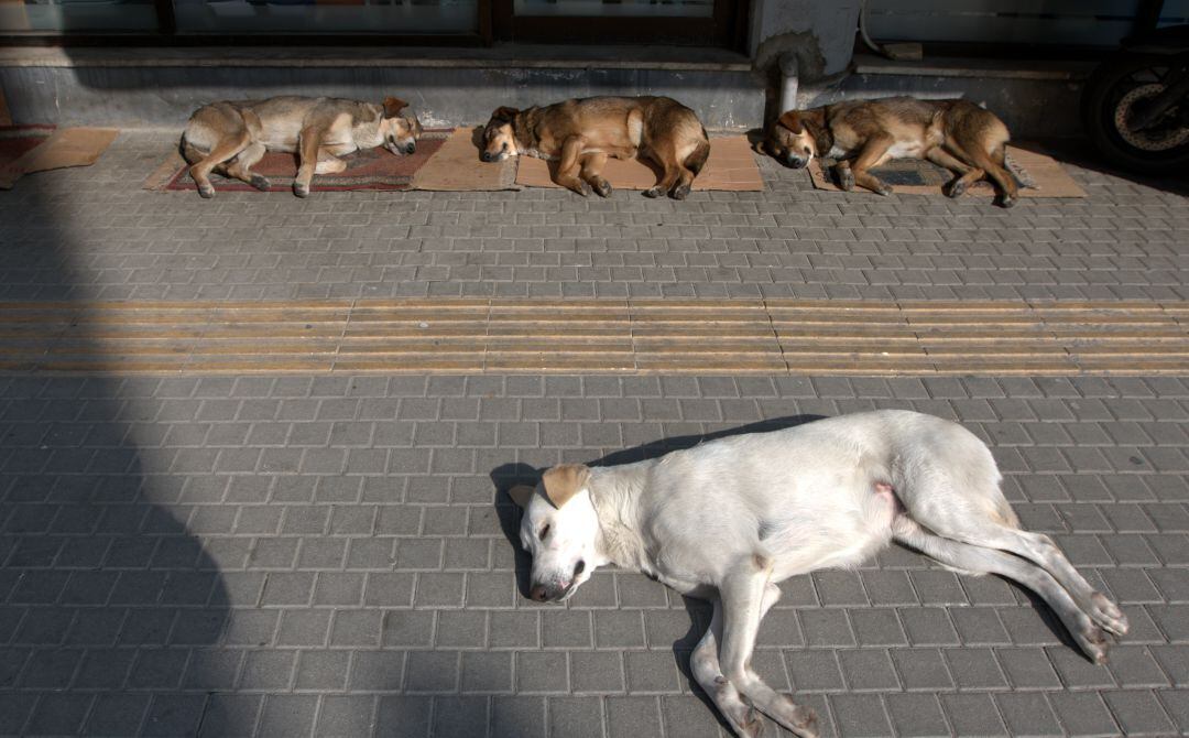 El PP de Santa Cruz logra un acuerdo para implementar métodos éticos en el control de animales asilvestrados