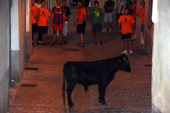 Aquest cap de setmana ha començat la temporada de bous a les Terres de l&#039;Ebre