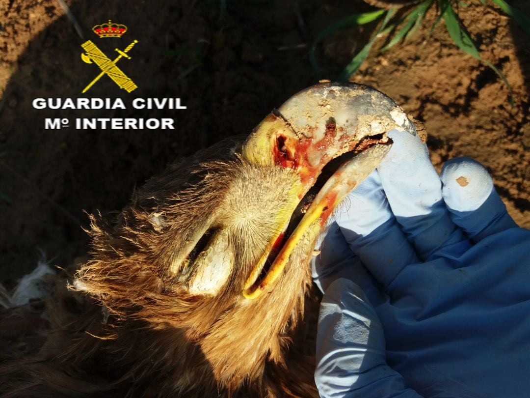 Imagen del águila imperial muerto