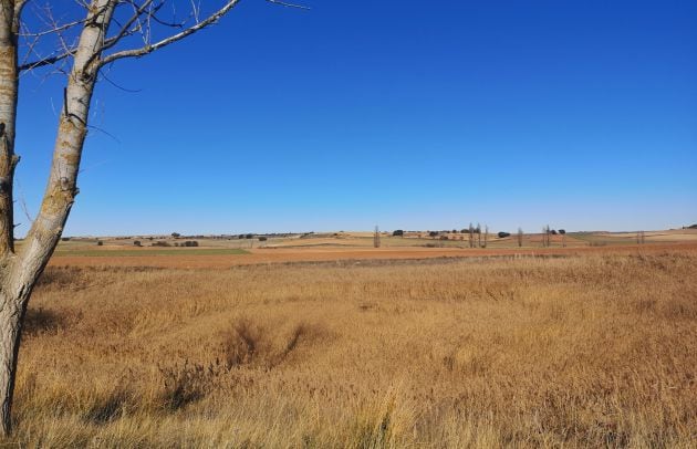 Pozo Airón de La Almarcha con poca agua, oculta entre los carrizos.