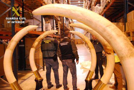 Colmillos recuperados en una nave de Fontanar