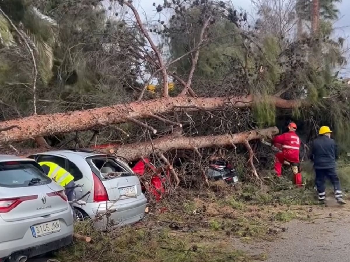 La caída de árboles deja un herido en Cieza y varios coches aplastados en Totana