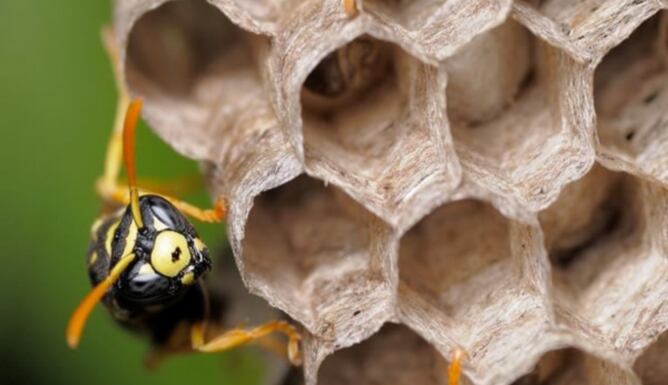 La &#039;avispa papelera&#039; o &#039;polistes major&#039;, una especie invasora con veneno resistente a los antídotos