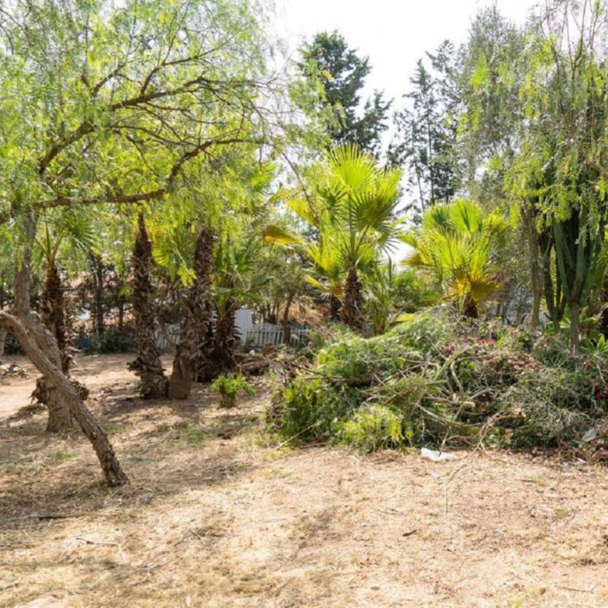Poda y limpieza en el 'Huerto Cándido' de La Palma