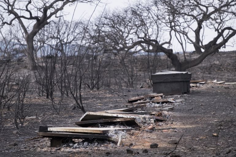 Vista de una de las zonas afectadas por el incendio forestal que se declaró ayer en La Granada de Riotinto (Huelva) y que provocó el desalojo de más de medio millar de personas. 