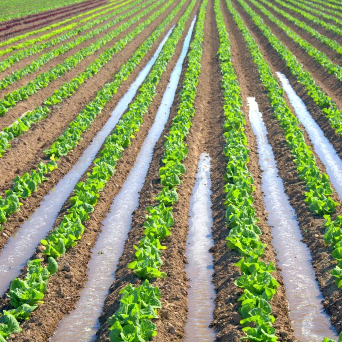 La CHS asegura que las precipitaciones de marzo y abril garantizan los riegos tradicionales en las Vegas del Segura