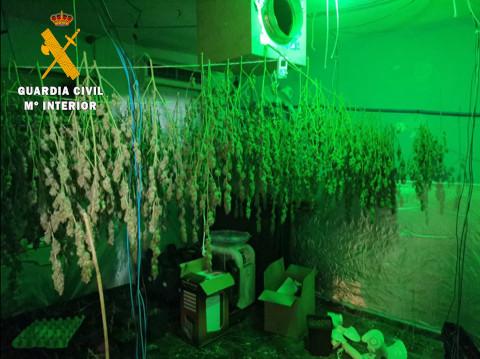 Había 130 plantas en el domicilio