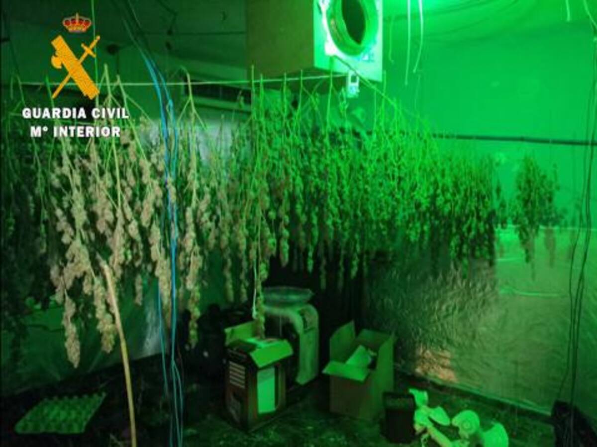 Una familia ha sido detenida por cultivar marihuana en casa