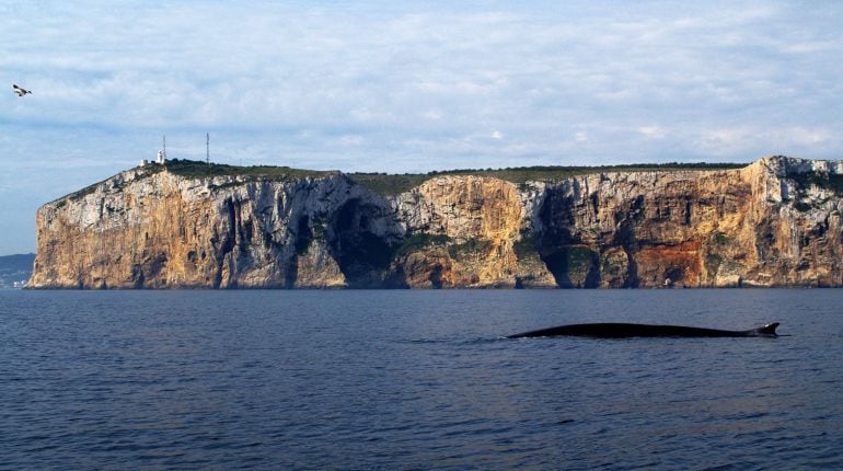 Ballena rorcual común a su paso por la costa de Denia