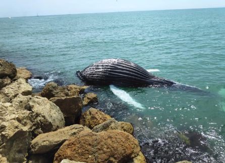 Ballena