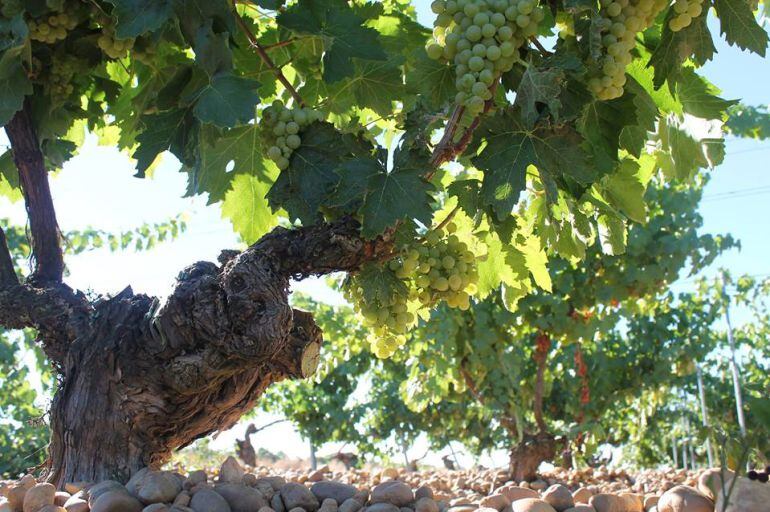 Los vinos elaborados con uva verdejo optan a los Premios Sarmiento