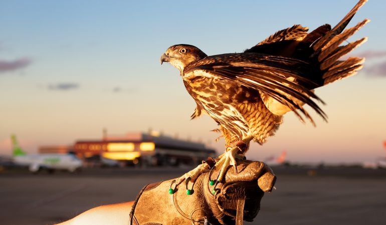 El uso de aves rapaces para el control de plagas en entornos urbanos, como en los aeropuertos, es cada vez más común.