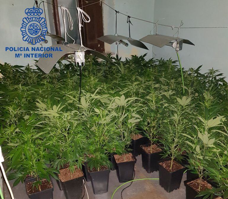 Imagen del cultivo que estas dos personas tenían en la vivienda
