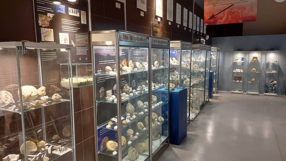 El Museu Isurus d'Alcoi amplia les vitrines per mostrar més fòssils.