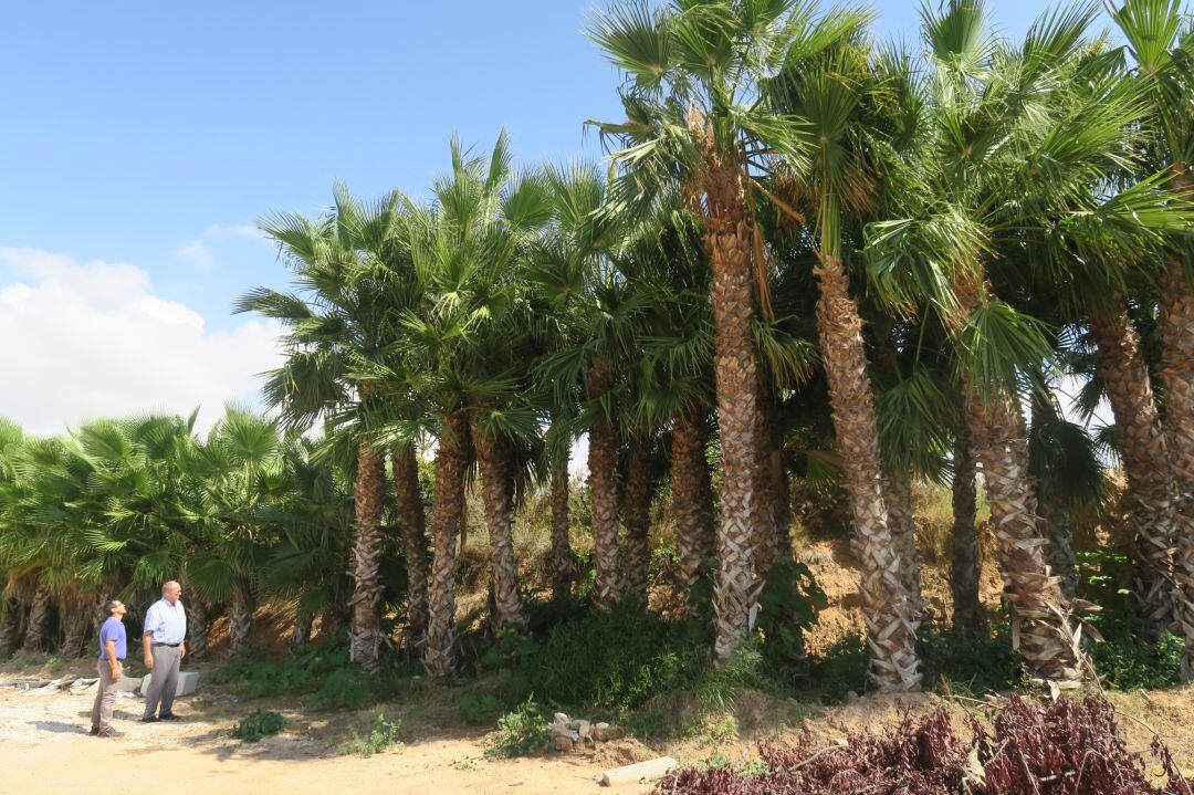 Palmeras a replantar en las playas de Calp. 