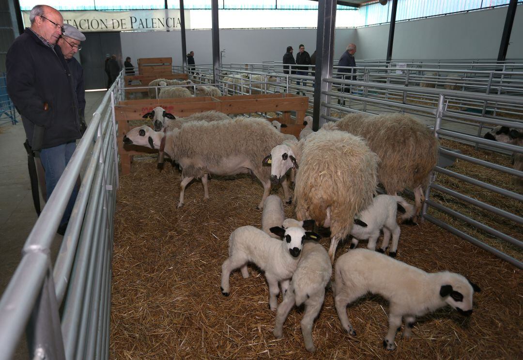 Ovejas de la raza churra en la feria