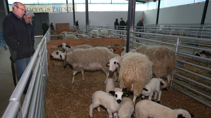 Así será la Feria Churra 2026 en Palencia