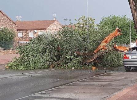 De nuevo un árbol caído en la Avenida Pablo Iglesias tras una tormenta de verano