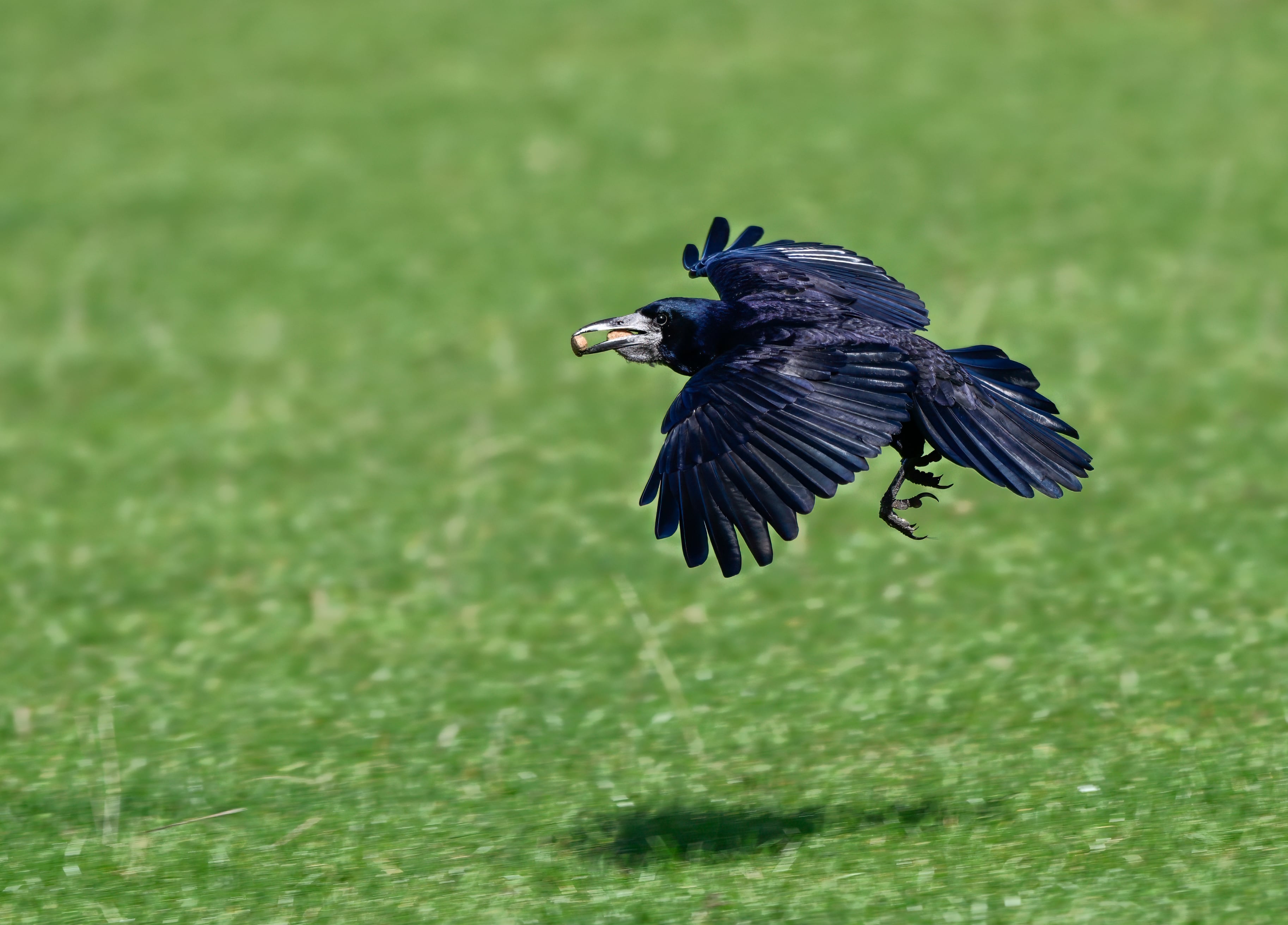 Rook flying low over grass with food in its beak.