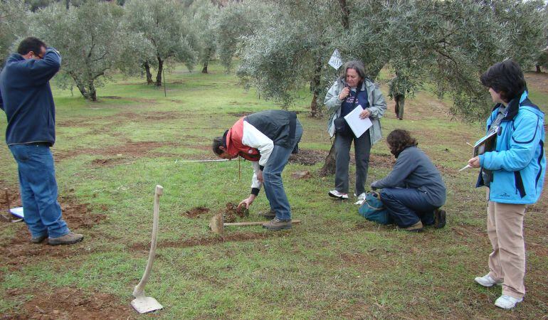 Invetigadores del grupo de Geobotánica y Palinología de la UJA trabajando sobre el terreno en el estudio de calidad de los suelos de olivar