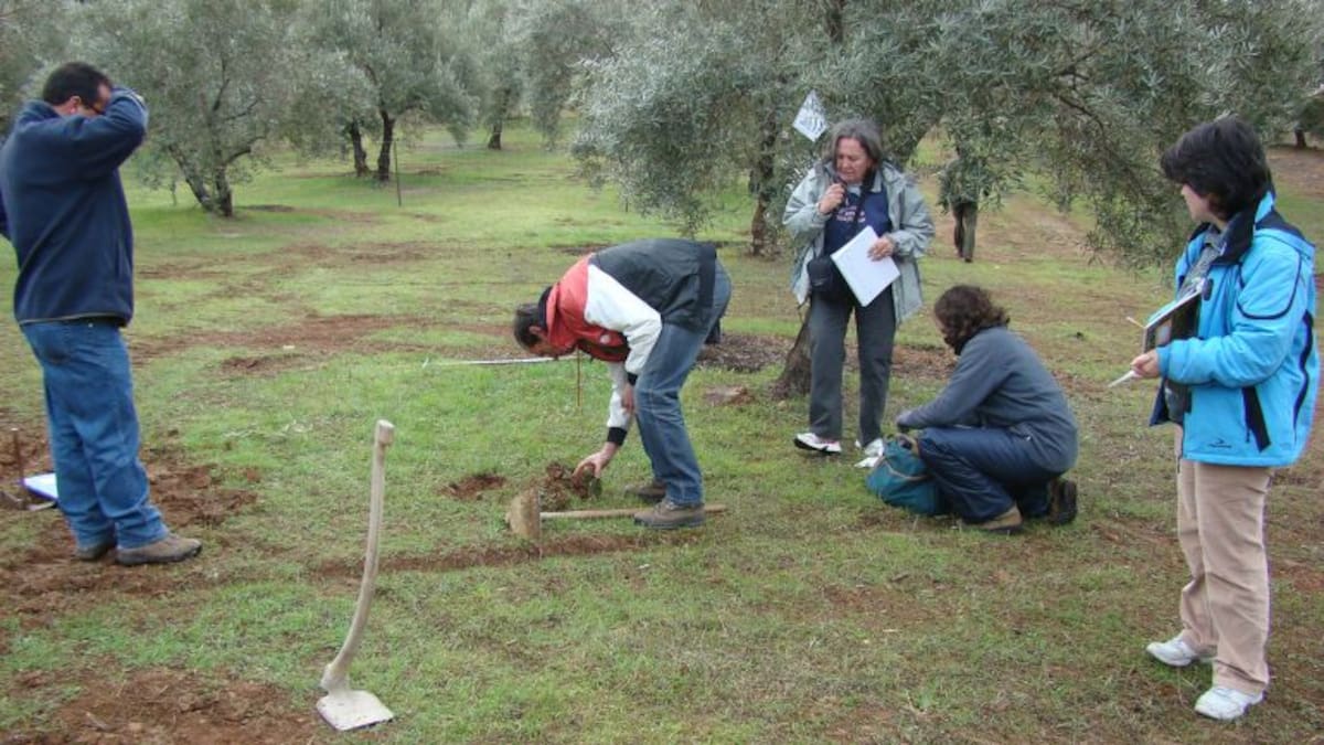 El suelo del olivar en peligro por el mal uso de herbicidas