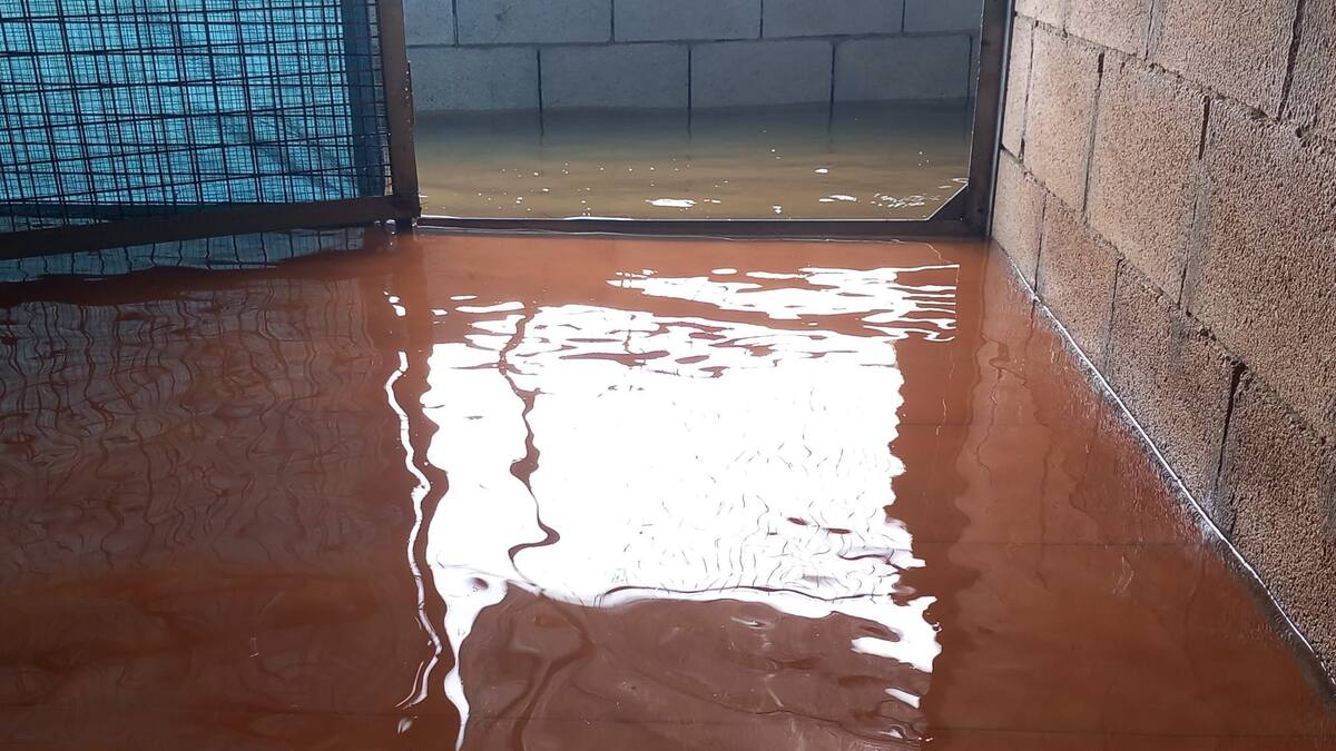 La perrera necesita ayuda urgente