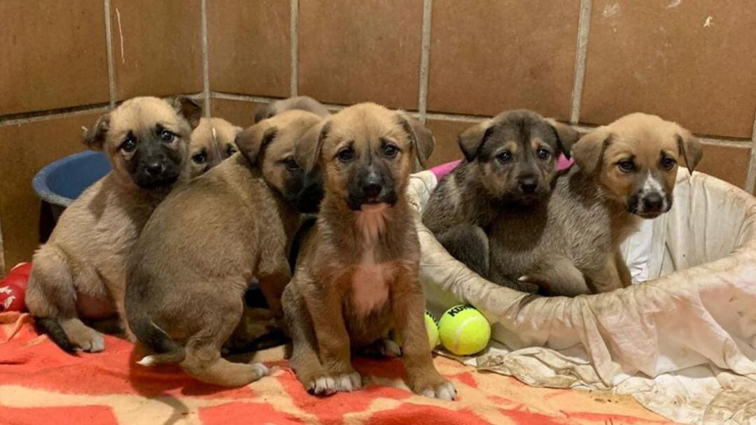 Cachorros del albergue que buscaban familia de adopción.
