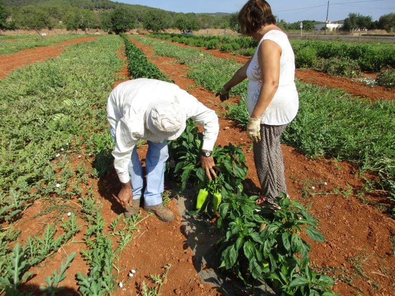 Cultivo de &#039;pebrera blanca&#039; en una finca de Ibiza 