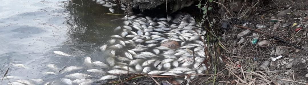  Carpines muertos en el río Tajo