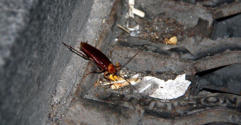 Imatge d'arxiu d'una panerola