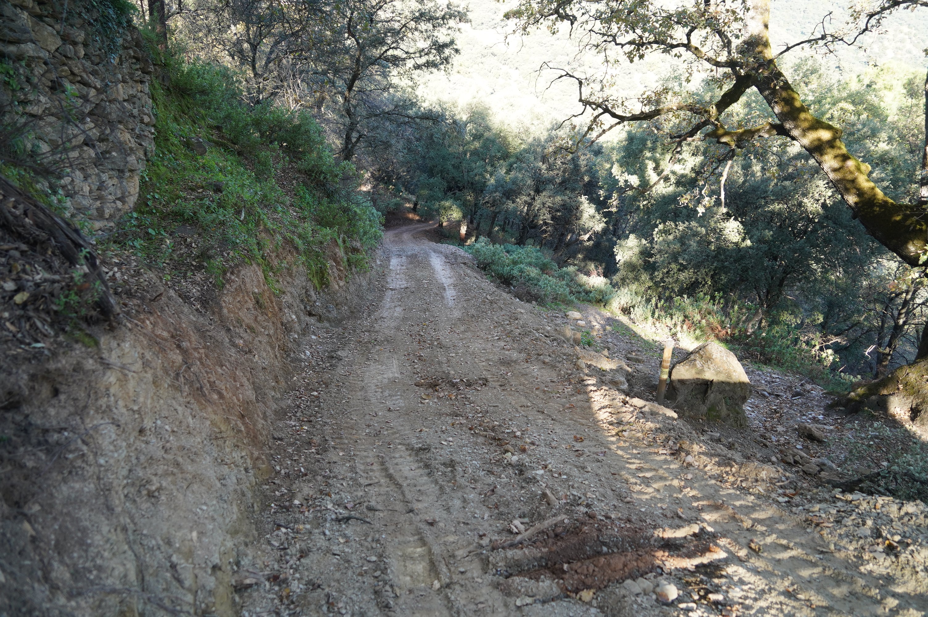 La vía de saca tendrá una longitud de alrededor de un kilómetro y facilitará el acceso para el aprovechamiento del monte público