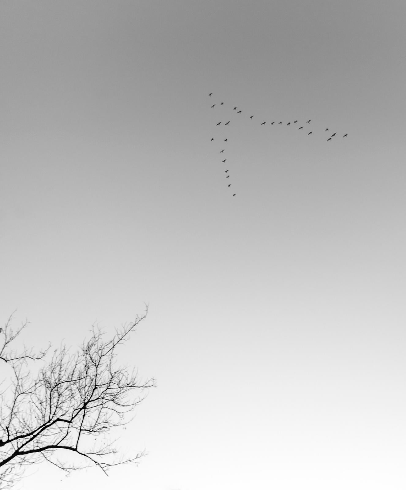 Bandada de pájaros sobre el cielo de Murcia. Pepe Jara.