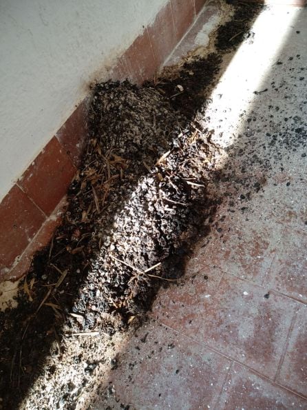 Excrementos de murciélagos en la quinta planta