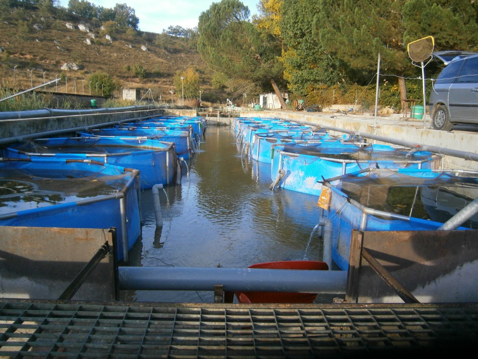 Desarrollan piensos 100% ecológicos para truchas, doradas y langostino blanco