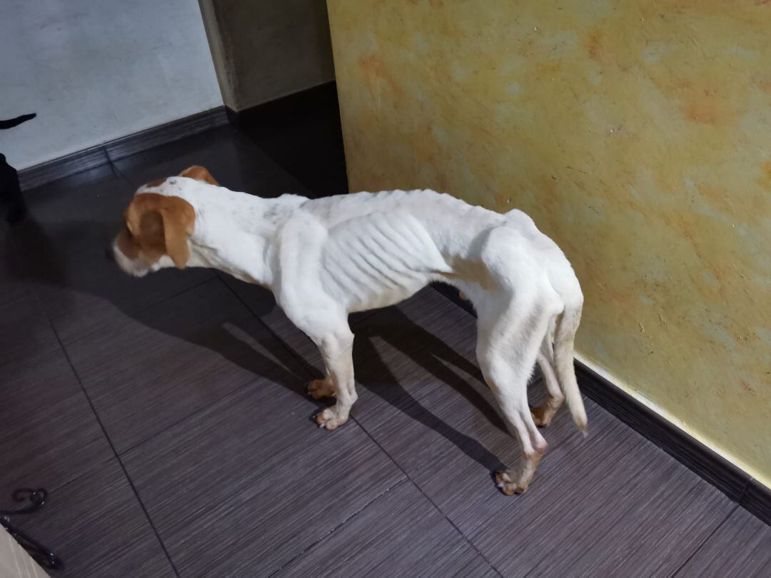 Perro recuperado por la protectora en Gandia 