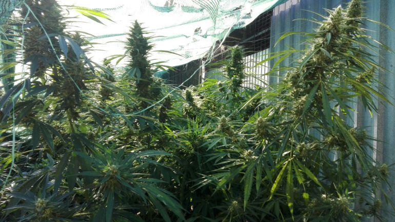 Marihuana en Benharás.