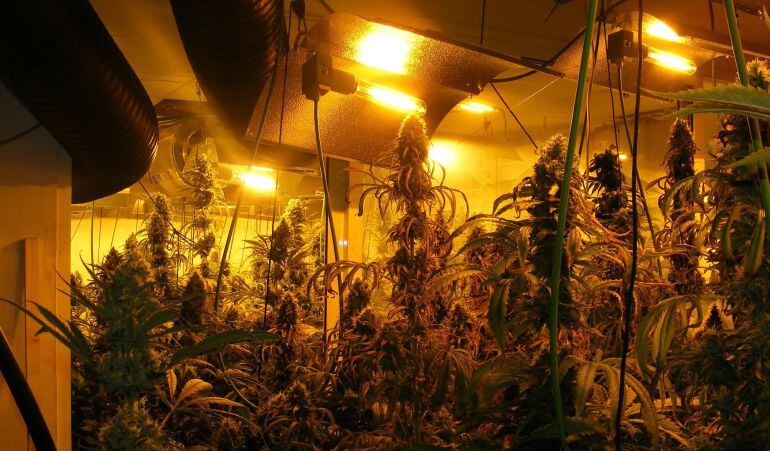 Imatge de la plantació de marihuana ubicada en una casa del municipi de Cambrils.