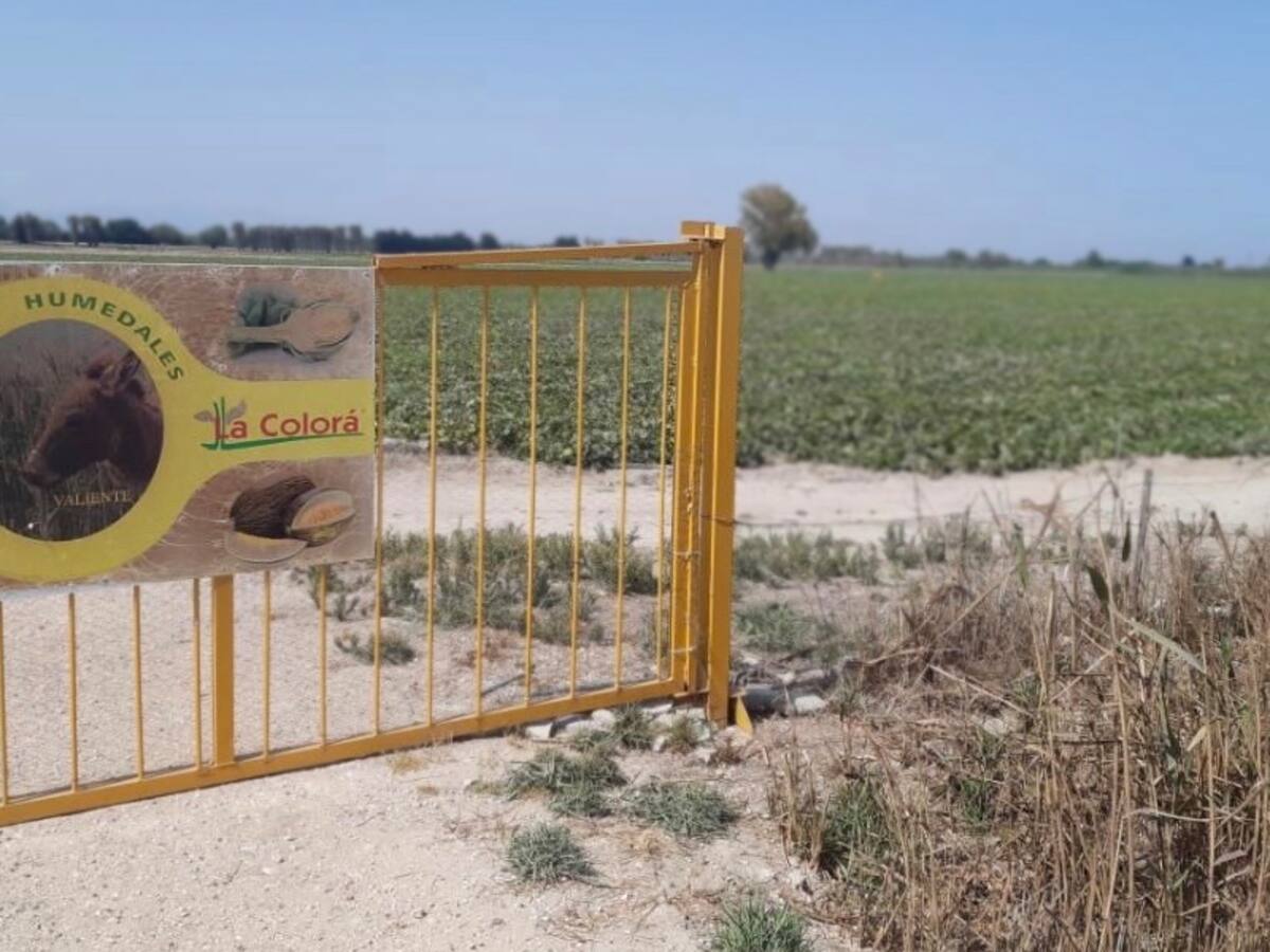 La Policía Local identifica a tres personas por un presunto robo de melones en La Marina